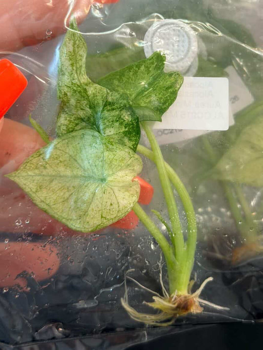 BRAND NEW CULTIVAR Simpo Aurea Mint tissue culture growers choice
