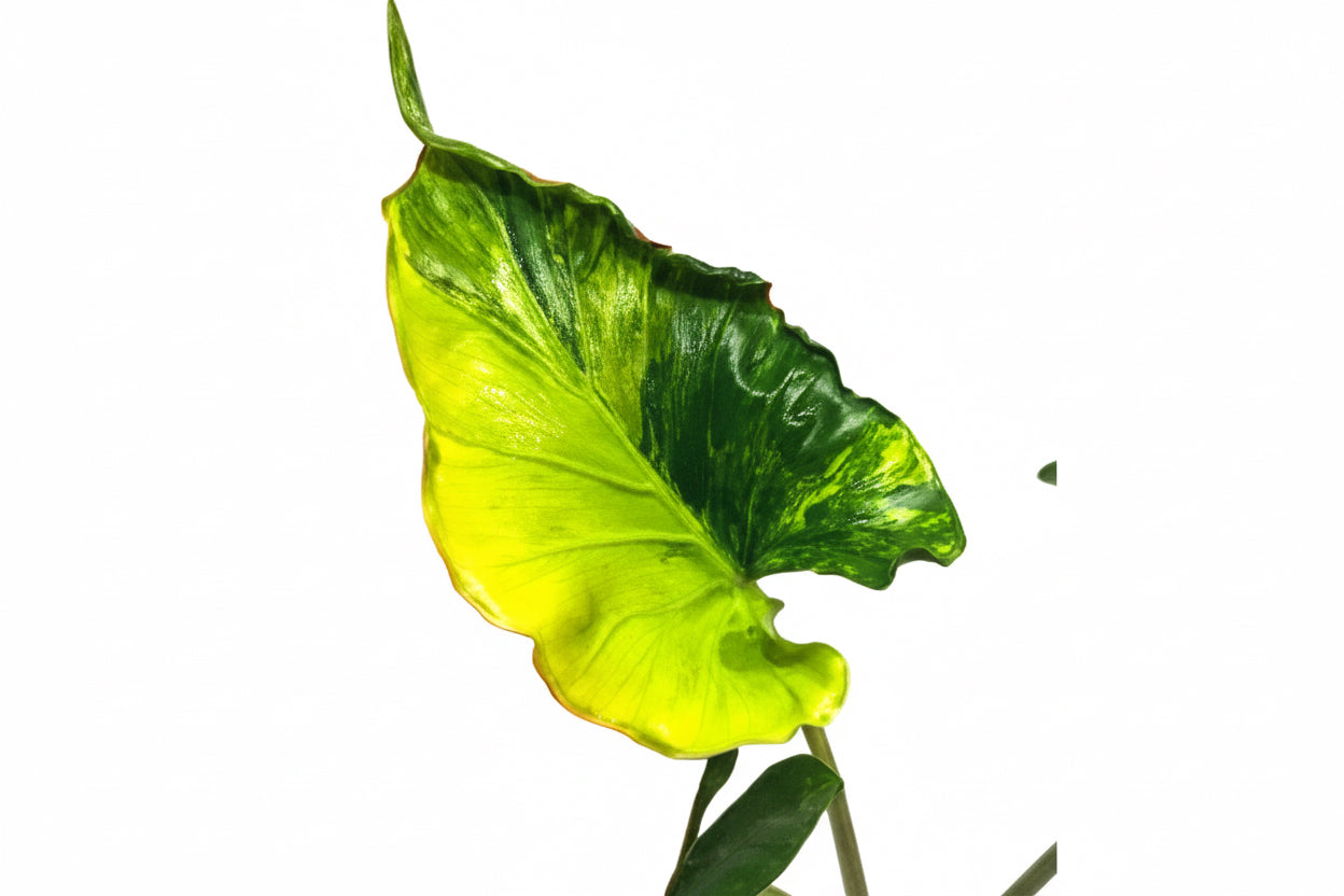 Shock Treatment Var Alocasia Macrorrhizos - Tissue Culture Growers Choice