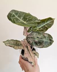 Alocasia Pink Dragon Stardust Mint - Tissue Culture Growers Choice