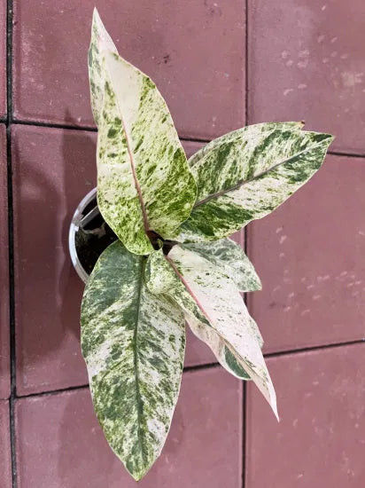 Anthurium Pink Bonplandii - Tissue Culture Growers Choice