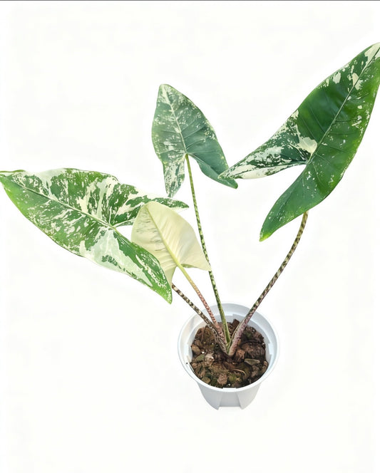 Sarian Albo - Tissue Culture Growers Choice