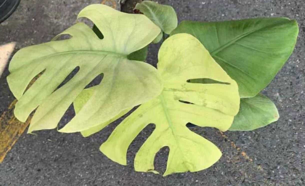Monstera Blue Mint - Tissue Culture Growers Choice