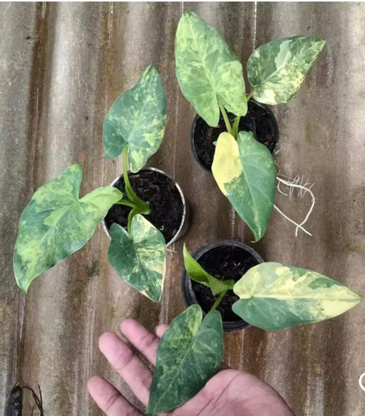 Alocasia “Green Goddess” Puber Aurea TC Growers Choice