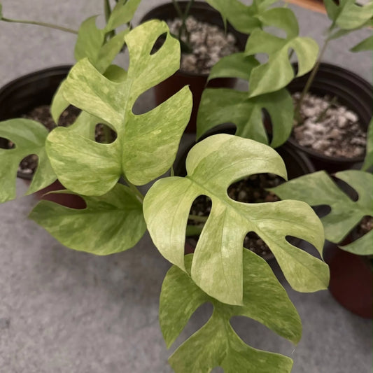 Rhaphidophora Tetrasperma Mint Var TC Growers Choice
