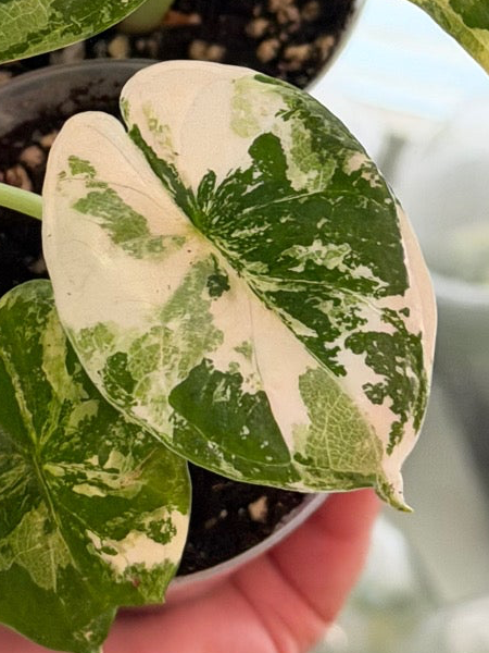Dragon Scale Albo Tissue Culture
