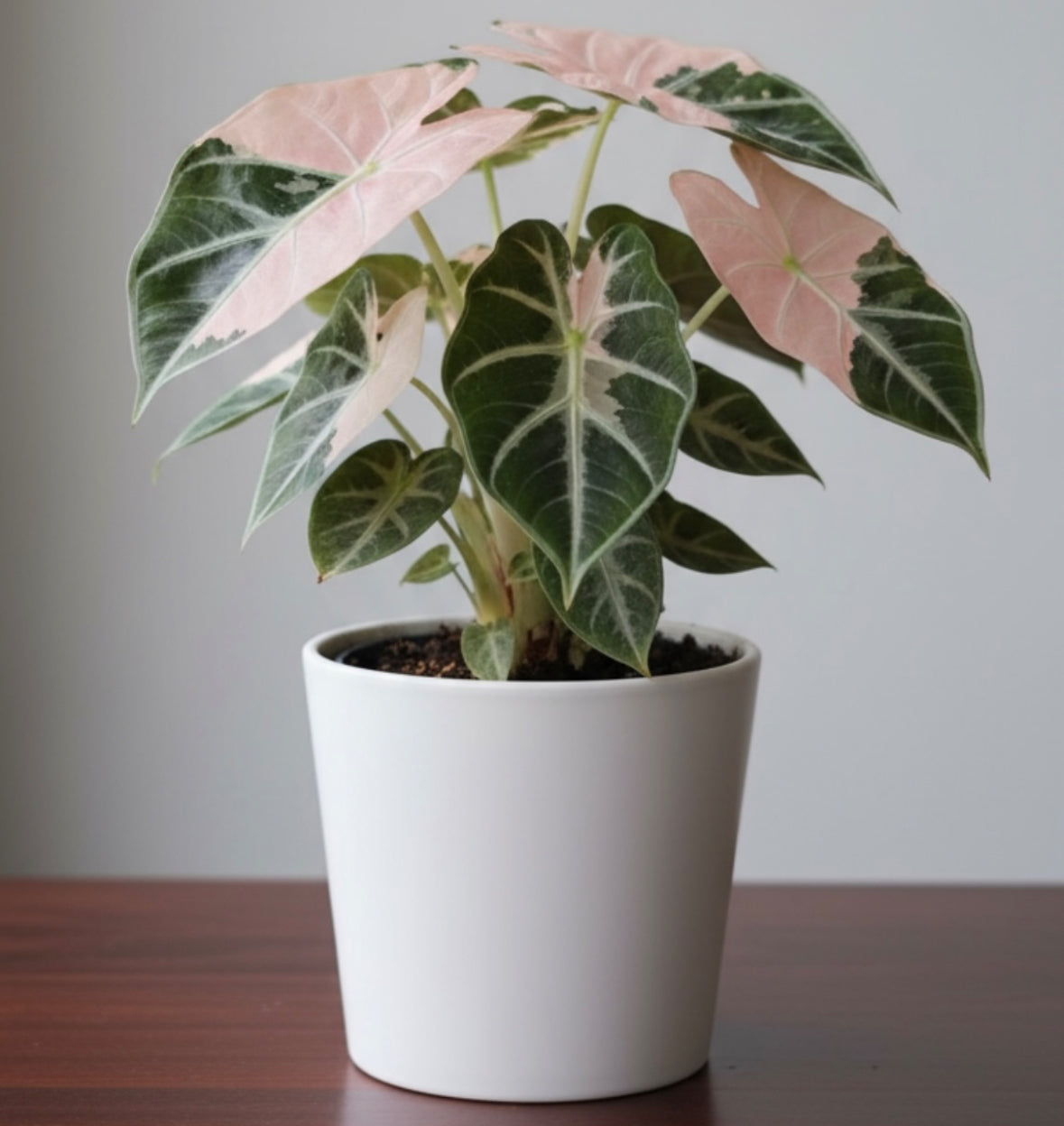 Pink Balloon Heart - Tissue Culture Growers Choice