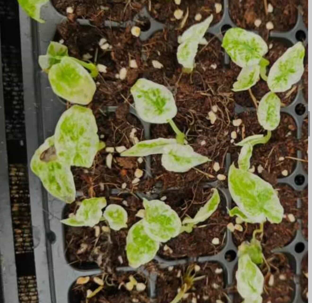 Dragon Scale Albo Ultra ( New Cultivar) - Tissue Culture Growers Choice