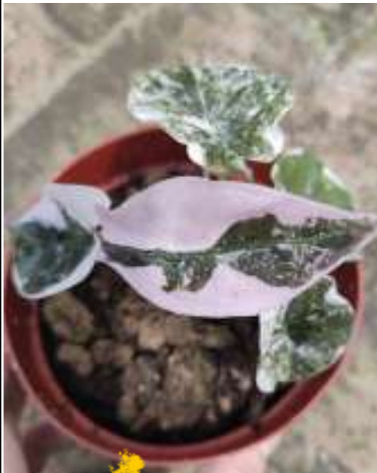 True Pink Cuprea Alocasia tc