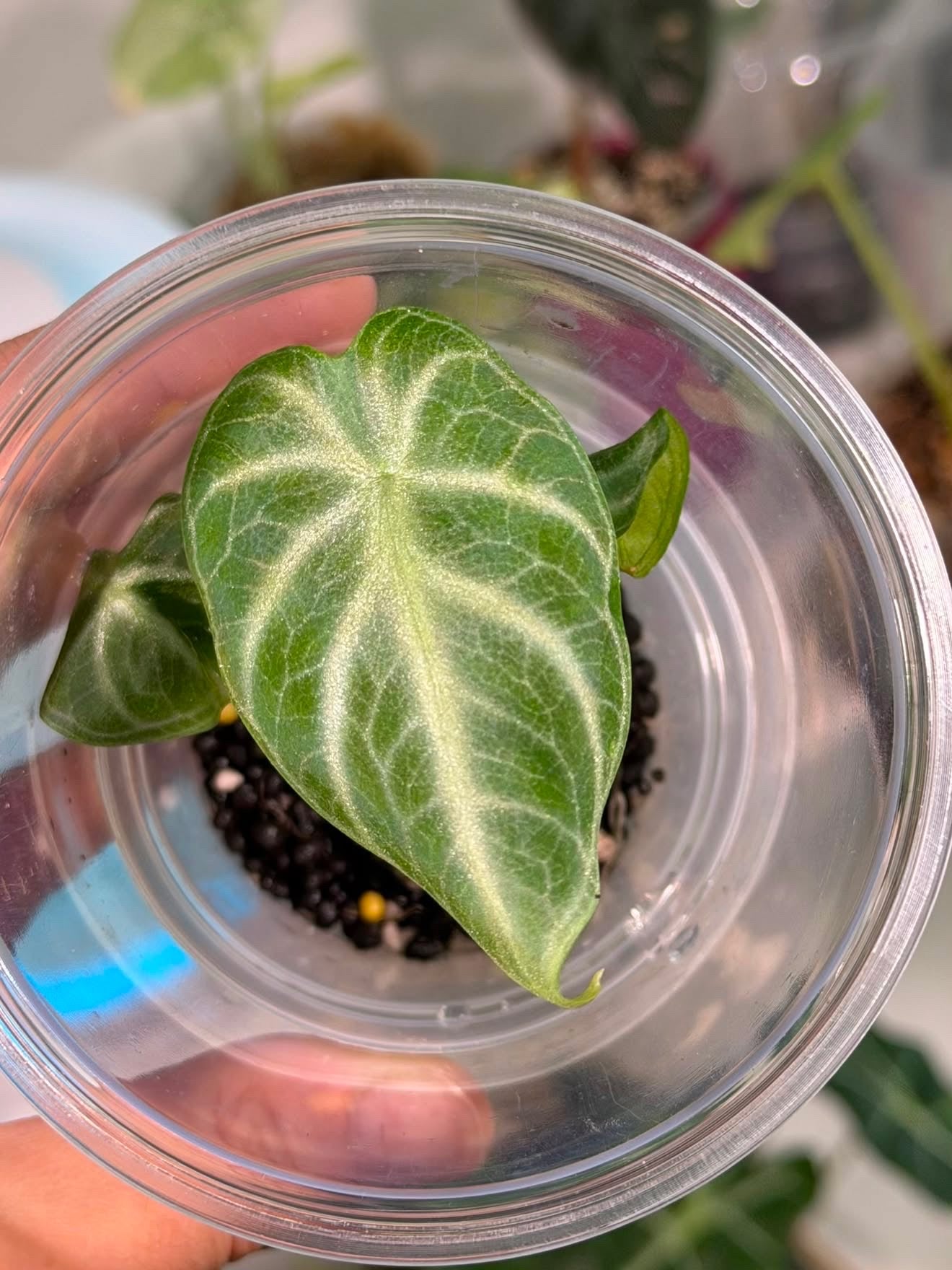 Alocasia Ninja “Silver” TC Growers Choice