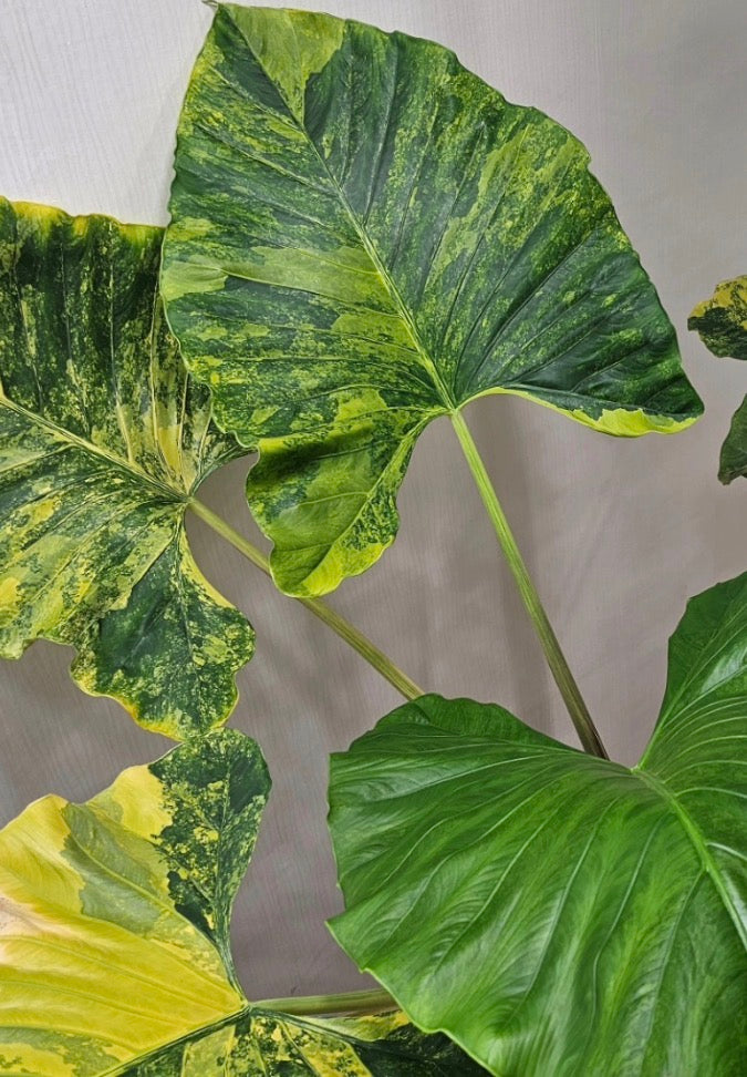 Alocasia Puber Aurea TC Growers Choice