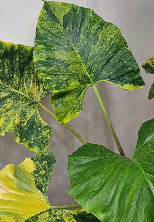 Alocasia “Green Goddess” Puber Aurea TC Growers Choice