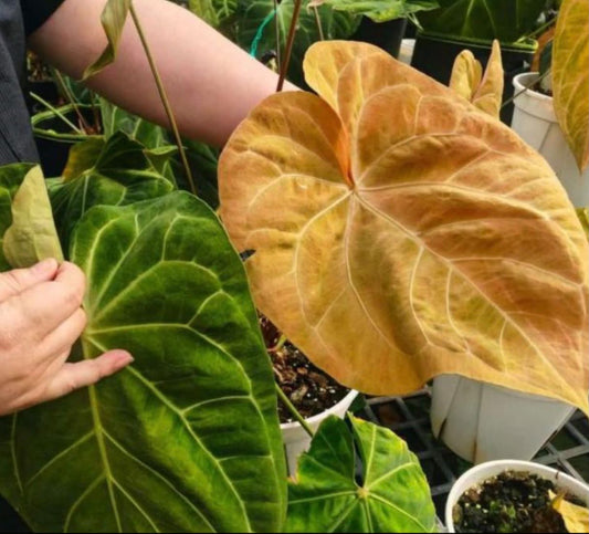 Anthurium Matcha x Red Crystal Tissue Culture Growers Choice