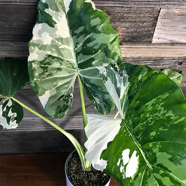 Alocasia Macrorrhiza Albo- Tissue Culture Growers Choice