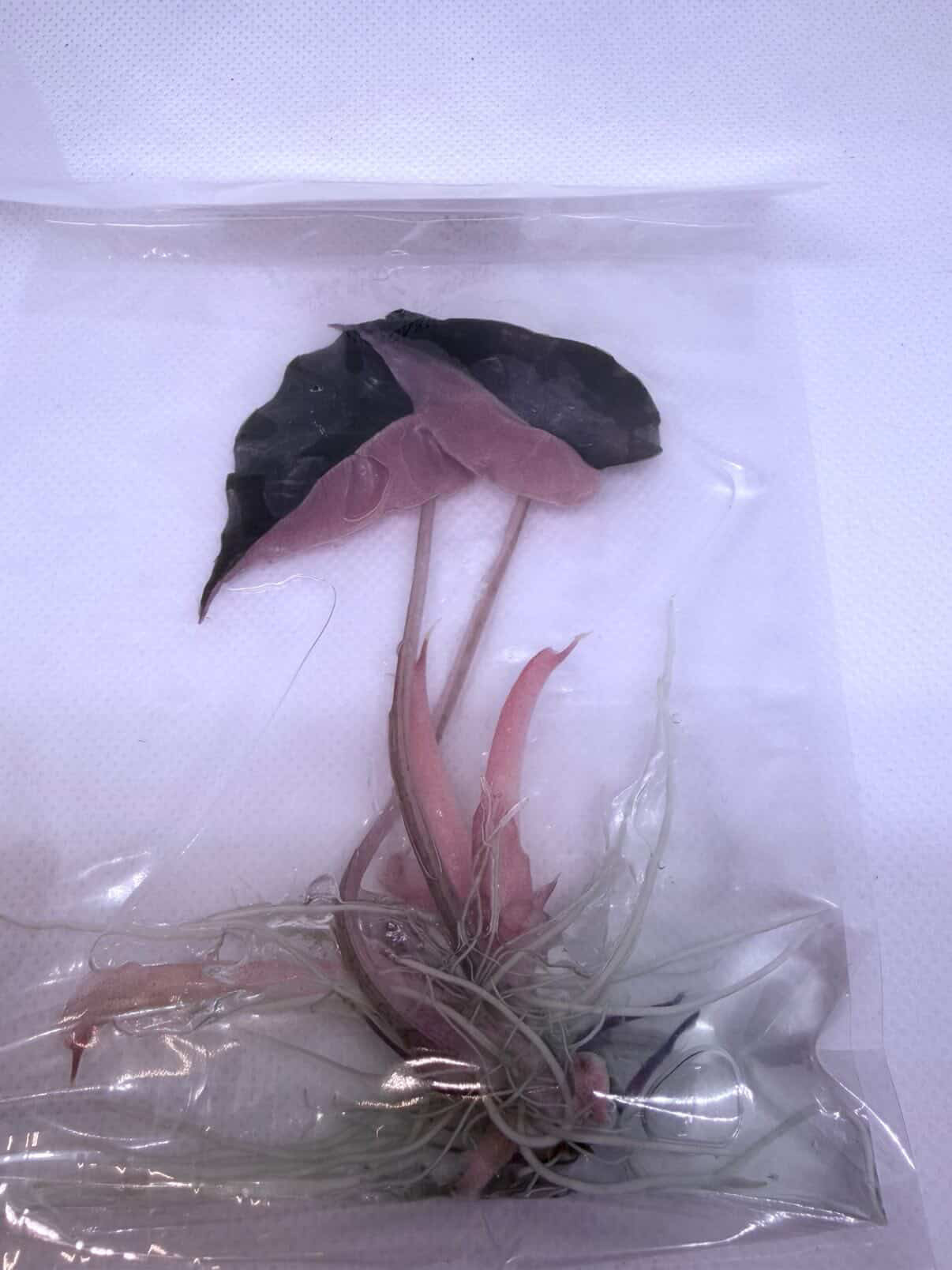 Pink Chantrieri - Tissue Culture Growers Choice