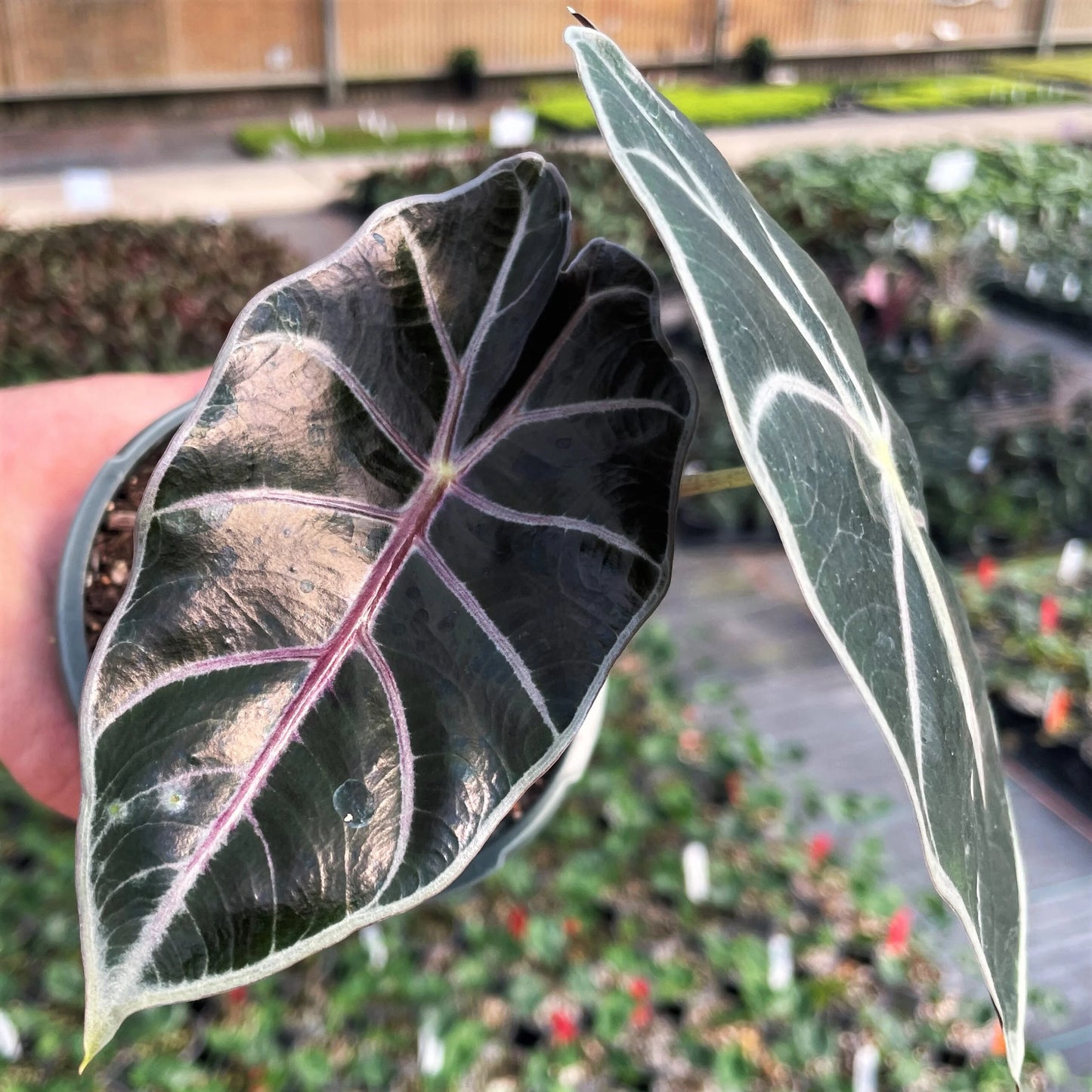 Watsoniana “Red Vein”