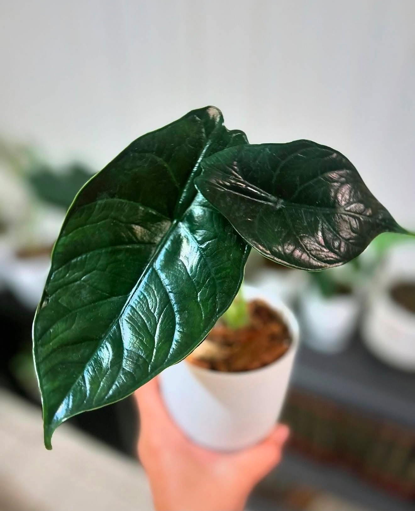 Alocasia ‘Green Unicorn’ TC Growers Choice
