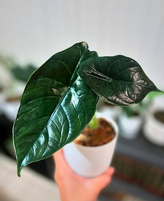 Alocasia ‘Green Unicorn’ TC Growers Choice