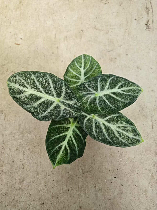 Alocasia Ninja Freckles- Tissue Culture Growers Choice