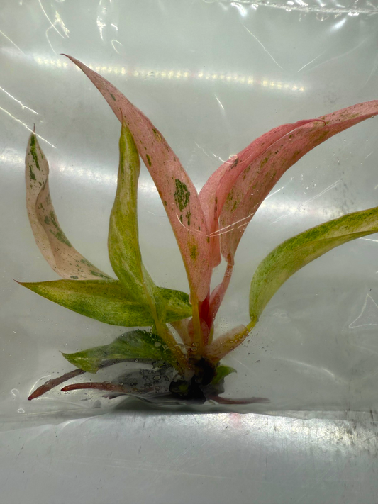NEW Strawberry PINK Caramel Marble Philodendron tissue culture