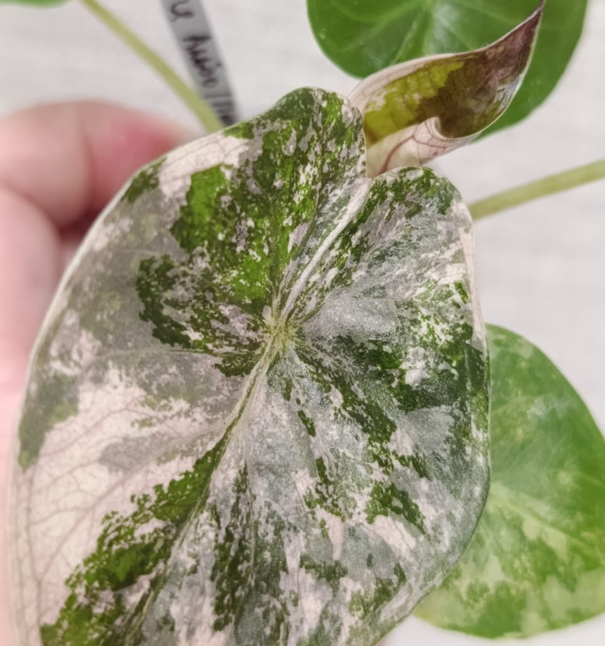 Pink Albo Wentii Alocasia Tissue Culture