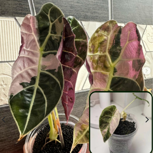 Pink Watsoniana Pride Doff tissue culture