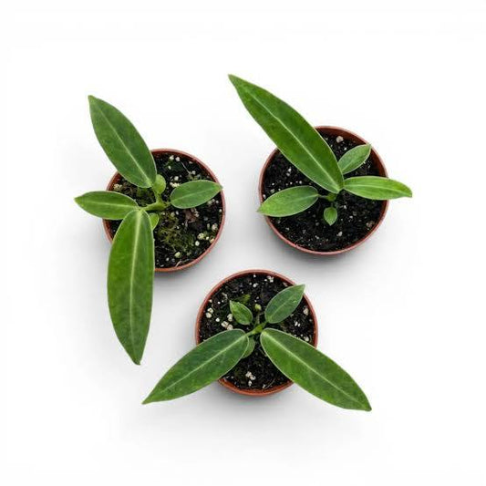 Anthurium Warocqueanum Starter PLUG Growers Choice