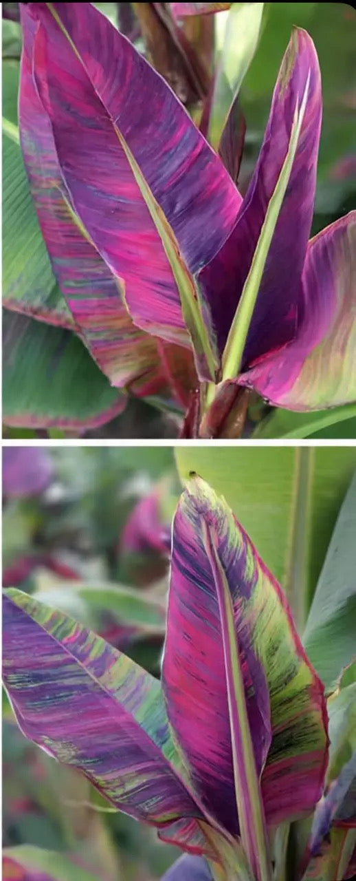 Musa NoNo TC Growers Choice