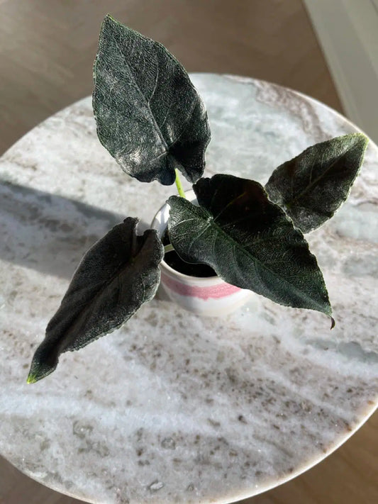Alocasia Antoro Velvet Tissue Culture Growers Choice