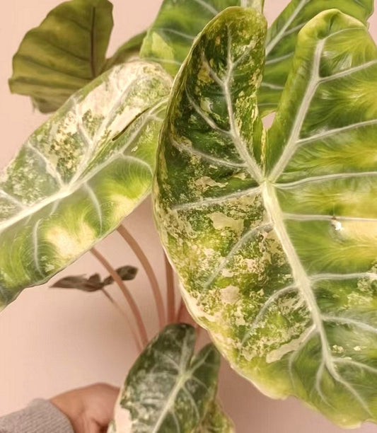 Pink Dragon Variegated Tissue Culture