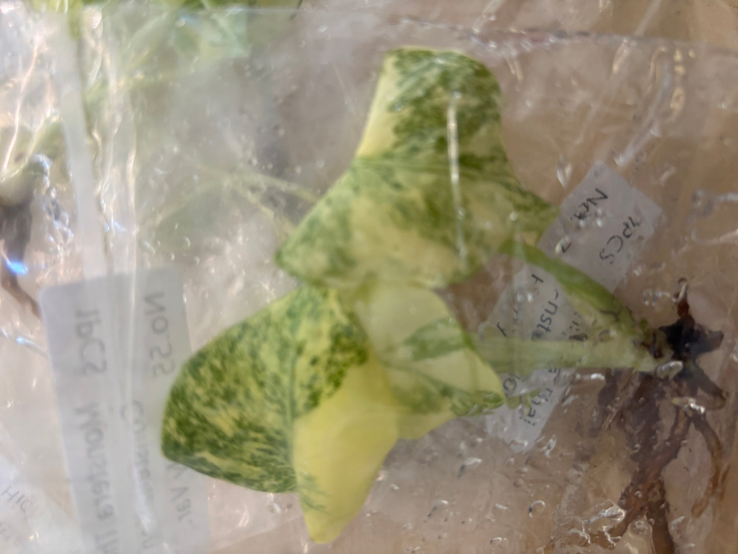 Thai Constellation Monstera Extremely High Variegated tissue culture