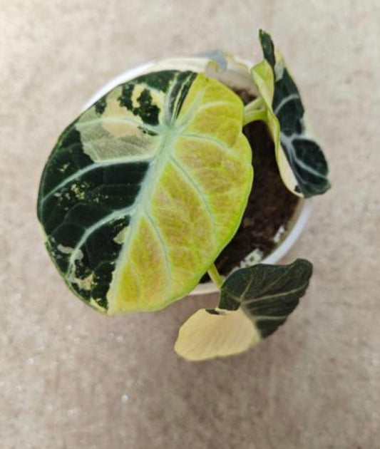 Ninja Aurea tissue culture