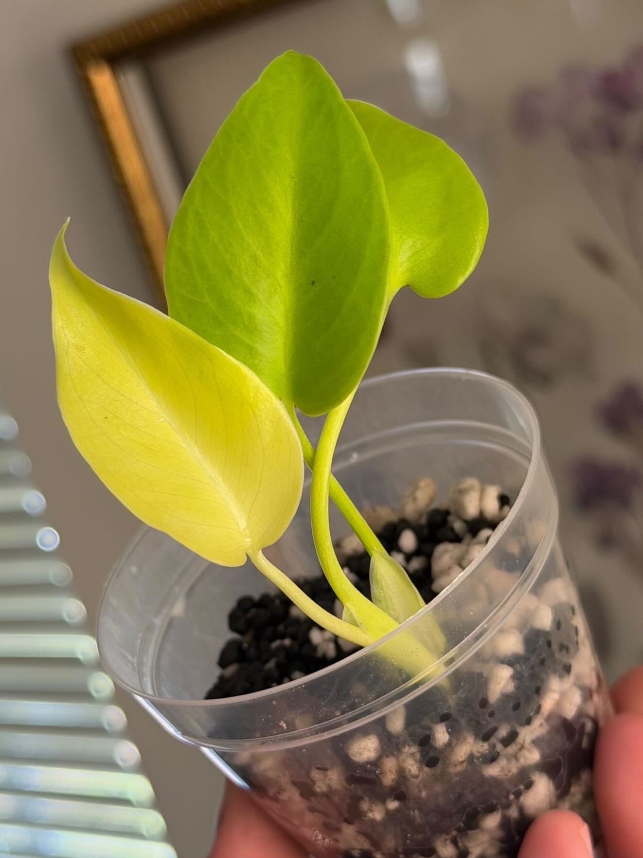 Monstera Delisiosa ‘Triple Yellow’ Tissue Culture - Growers Choice