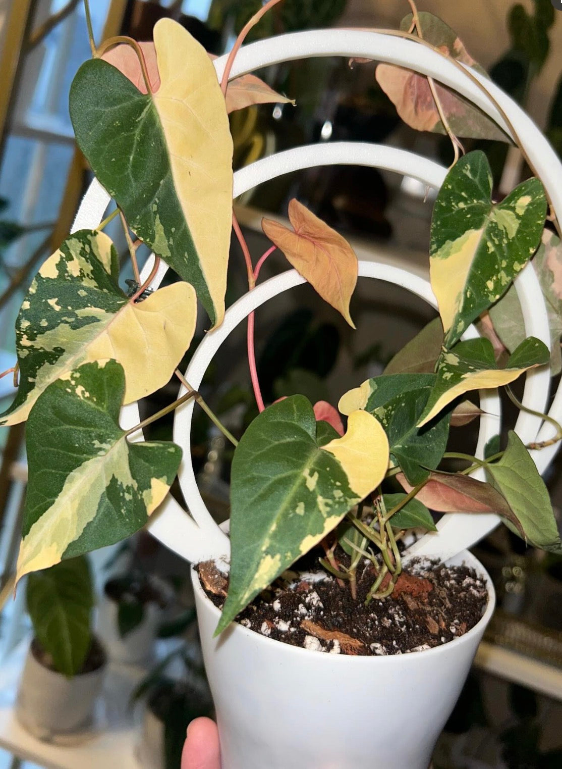 Var Multiflora Fallopia 5pk TC Growers Choice