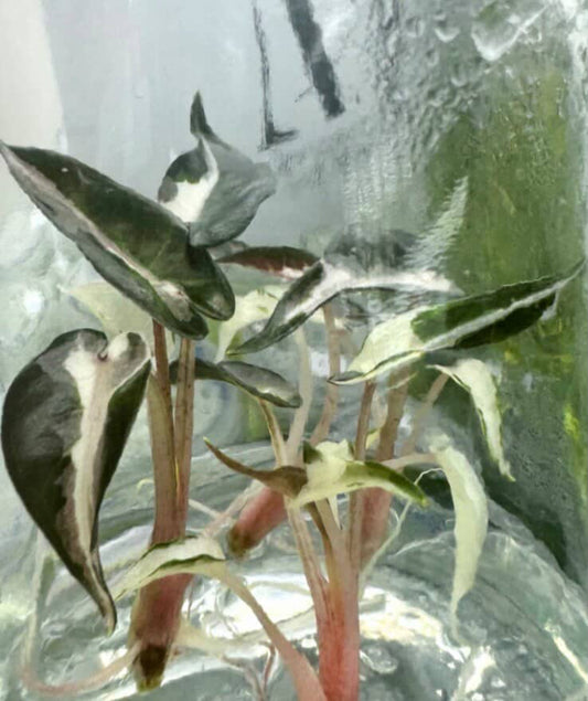 Alocasia Pink Bambino Lava Variegated - Tissue Culture Growers Choice