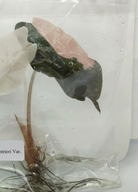 Pink Chantrieri - Tissue Culture Growers Choice