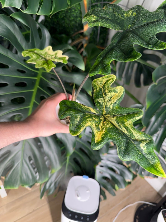 Jacklyn Variegated Alocasia Tandurusa tissue culture