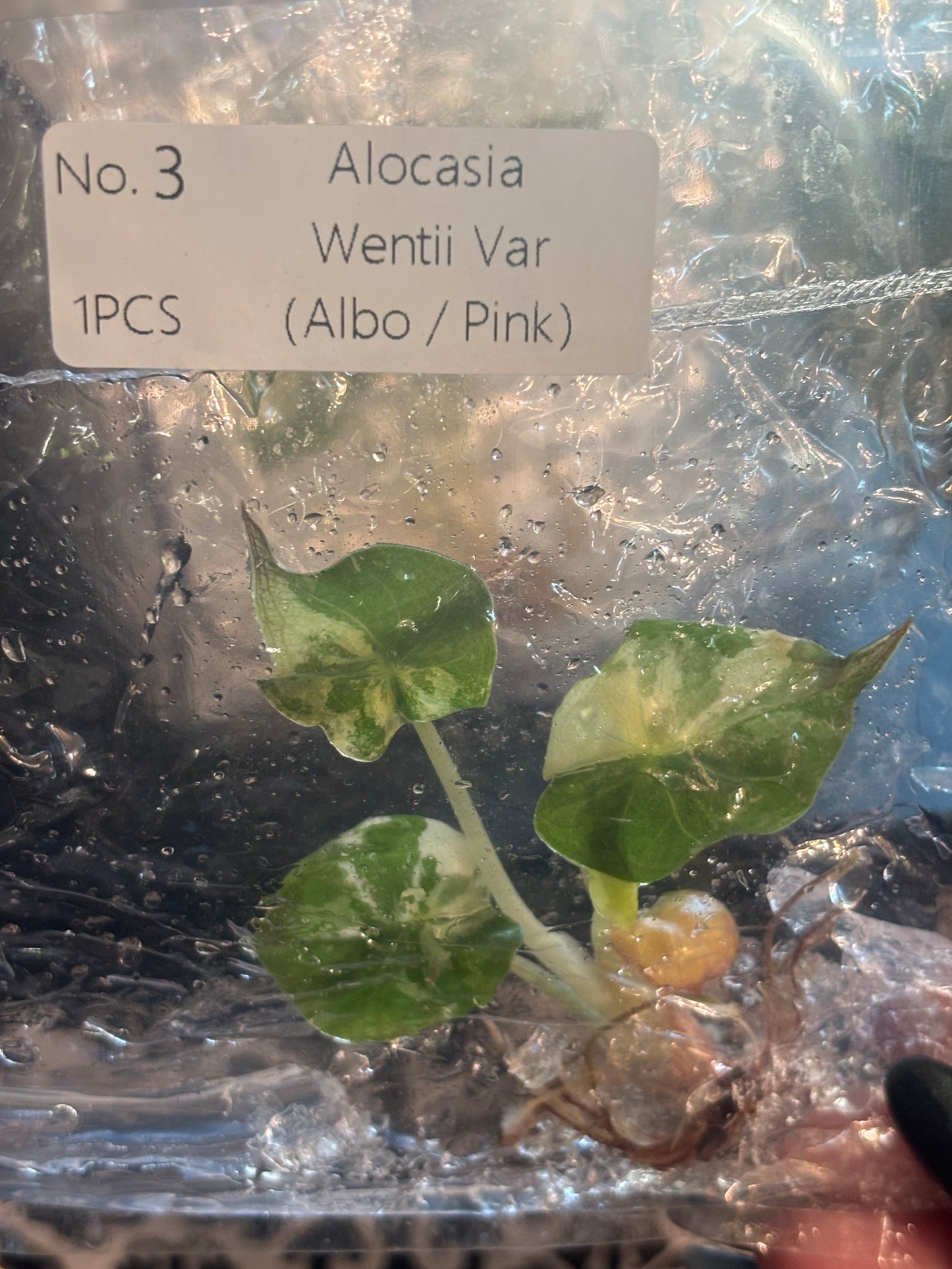 Pink Albo Wentii Alocasia Tissue Culture