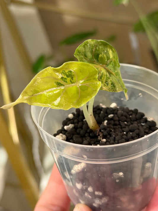 Azlanii Aurea - Tissue Culture Growers Choice