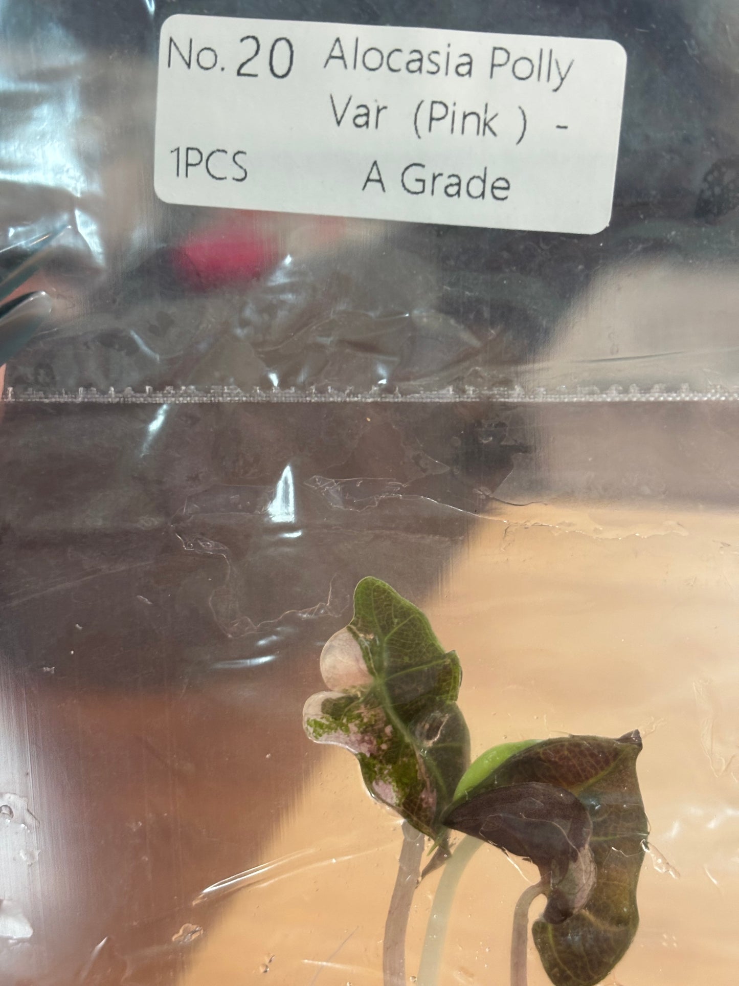 Alocasia Pink Polly High Variegation-  Tissue Culture Growers Choice