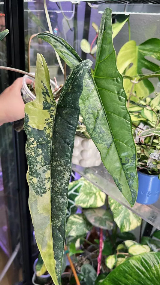 Alocasia Heterophylla ‘Metallic Blue’ Aurea Var - Tissue Culture Growers Choice