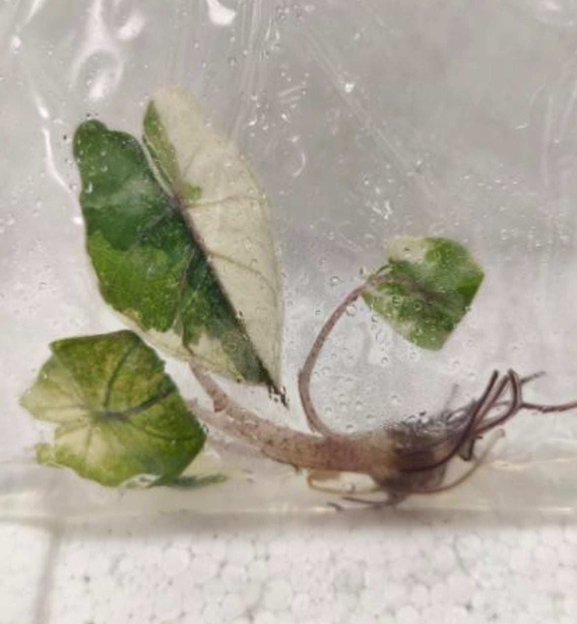 Yucatan Princess Variegated tissue culture