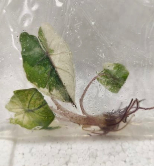 Yucatan Princess Variegated tissue culture