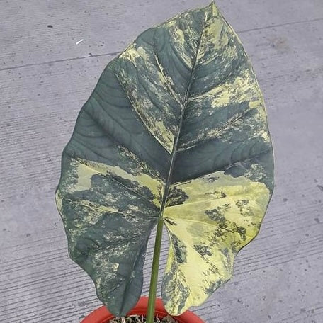 Alocasia Reginae “Elaine” Aurea TC Growers Choice