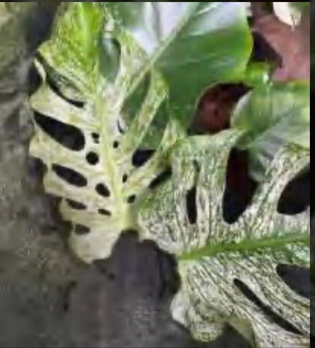Devil Monster Monstera tissue culture