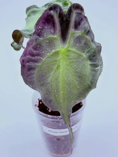Purple Venom Tissue Culture Growers Choice