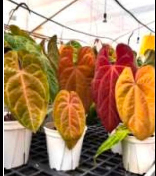 Anthurium Papii Peach Rawa Pink Salmon TC Growers Choice