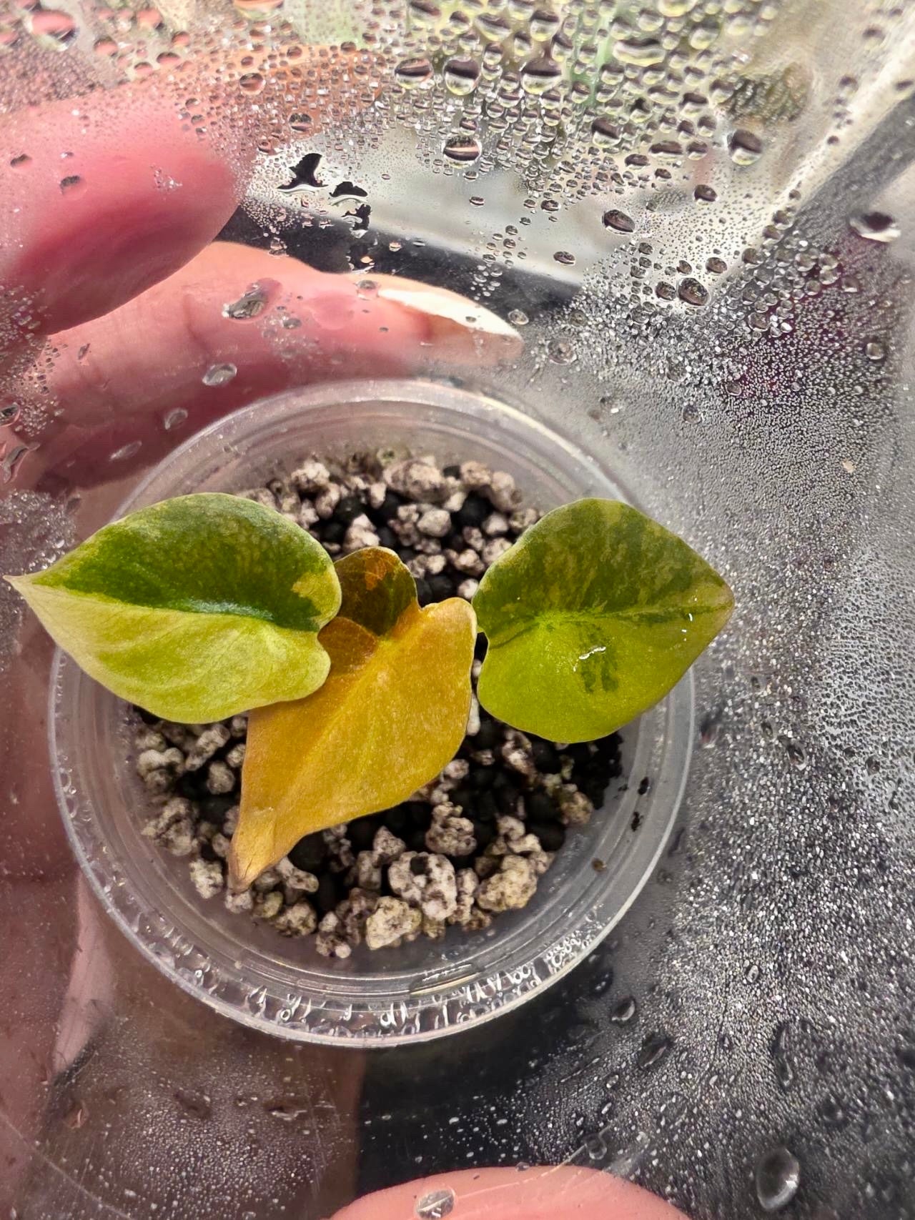 Alocasia Cuprea Latte- Tissue Culture ships June 1st Growers Choice