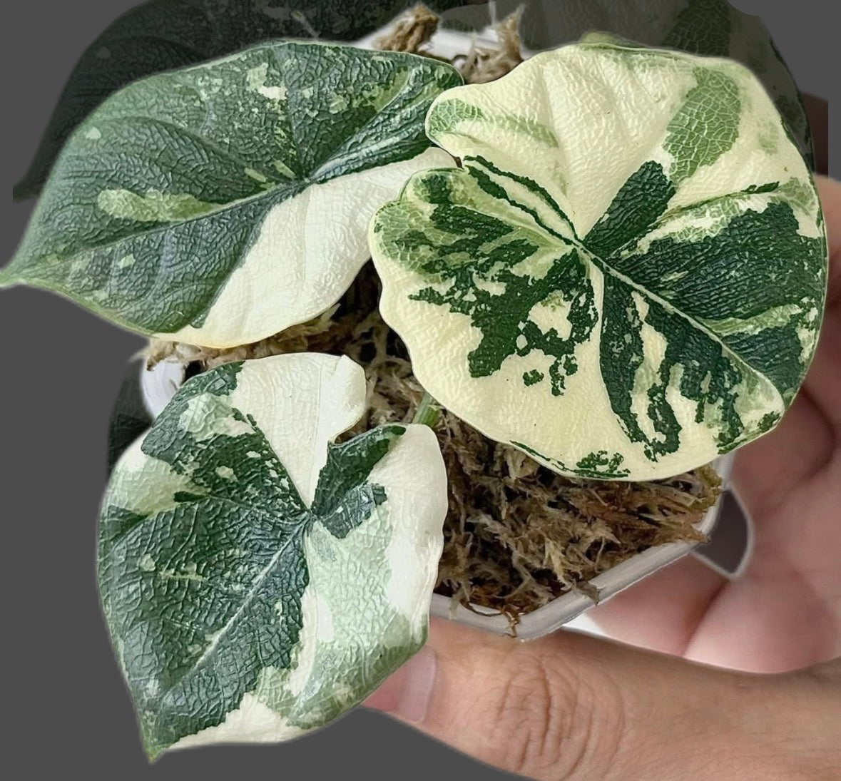 Alocasia Melo Albo - Tissue Culture Growers Choice