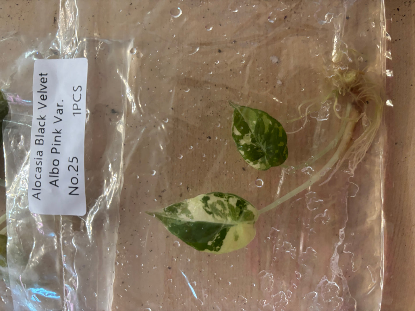 Pink black velvet albo alocasia