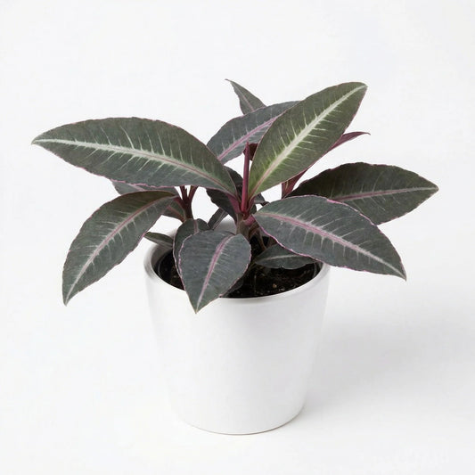 Labisia Electric Pink TC Growers Choice